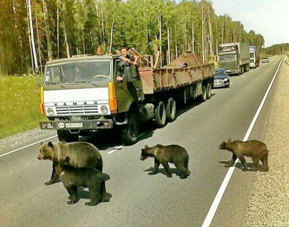 медведи вышли в город