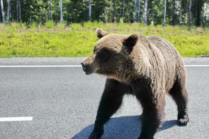 медведь гуляет по городу