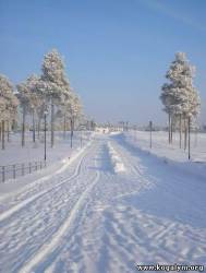 Рябиновый бульвар зимой