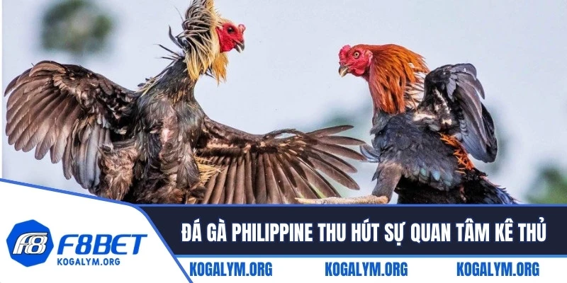 Đá gà F8BET Philippine thu hút sự quan tâm kê thủ toàn cầu