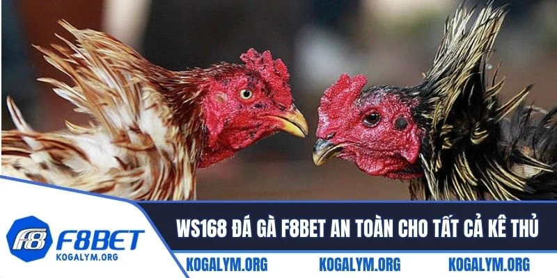 WS168 đá gà F8BET luôn an toàn cho tất cả kê thủ tham gia